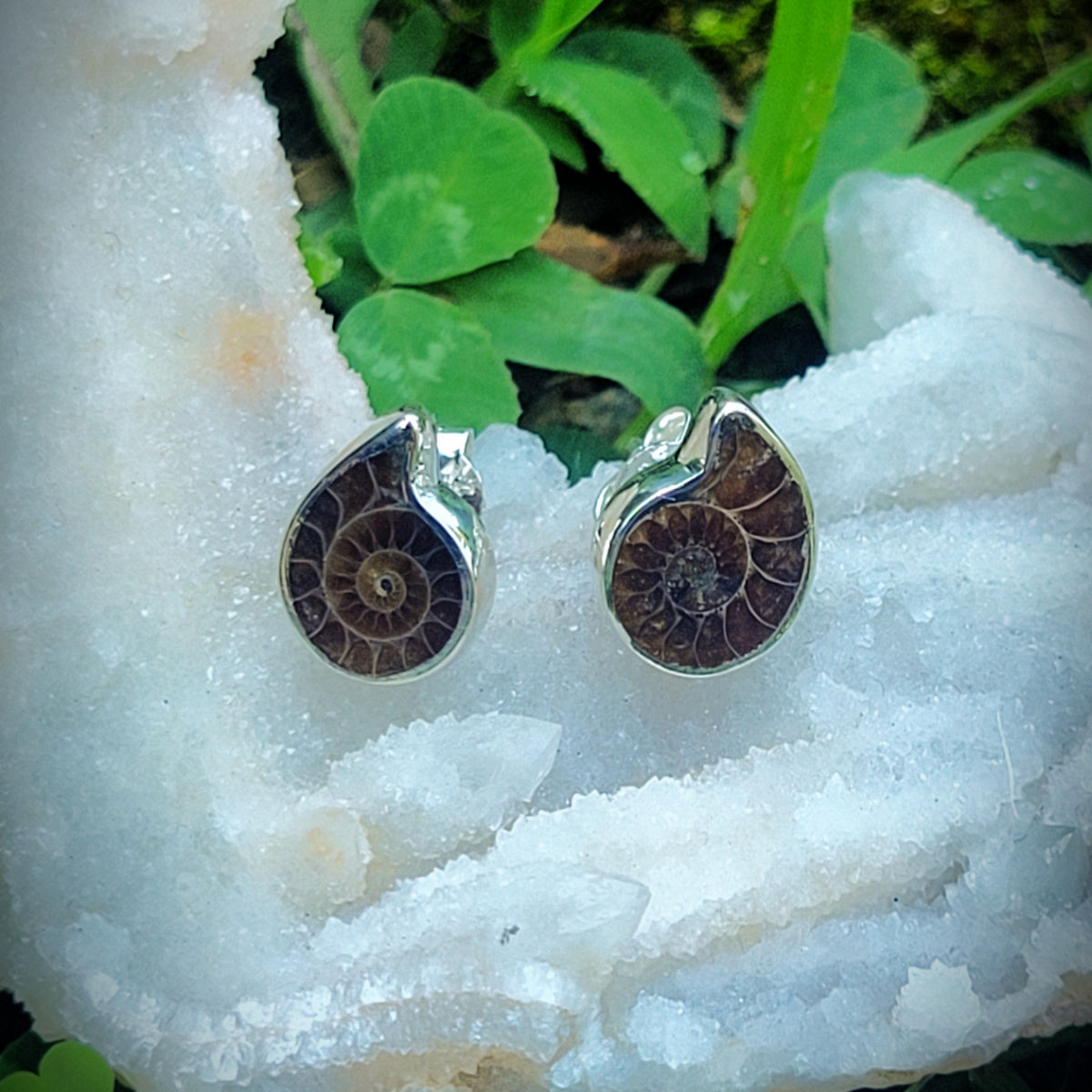 Ammonite Fossil Posts Sterling Silver Stud Earrings Light