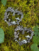 Snail Mushroom Fern Heart Dangles | Silver Fashion Earrings | Light Years