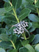 Intertwining Leaves Ring | Sterling Silver Size 5 6 7 8 9 | Light Years